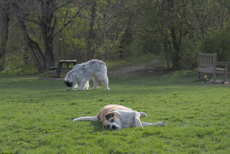 20250429_Plants and Dog Park__DSC0493_.jpg