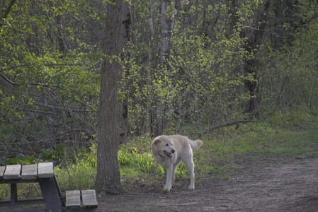 20250429_Plants and Dog Park__DSC0517_.jpg