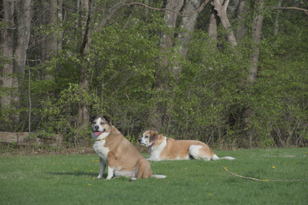 20250429_Plants and Dog Park__DSC0533_.jpg