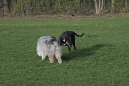 20250429_Plants and Dog Park__DSC0568_.jpg