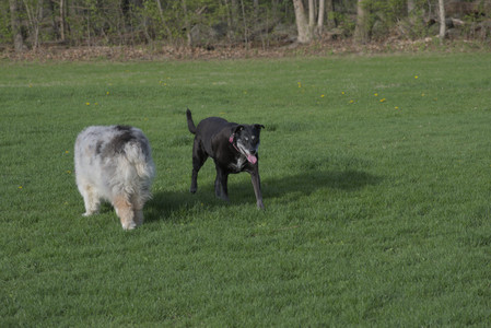 20250429_Plants and Dog Park__DSC0570_.jpg