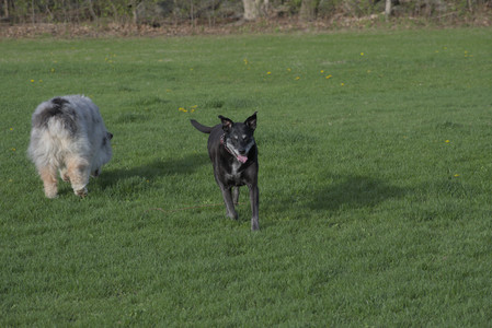 20250429_Plants and Dog Park__DSC0572_.jpg