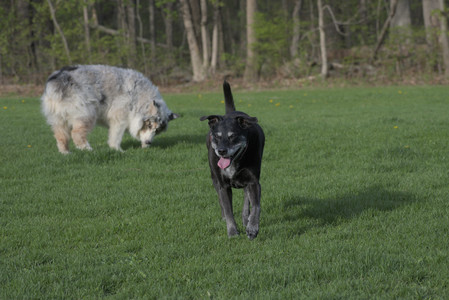 20250429_Plants and Dog Park__DSC0573_.jpg