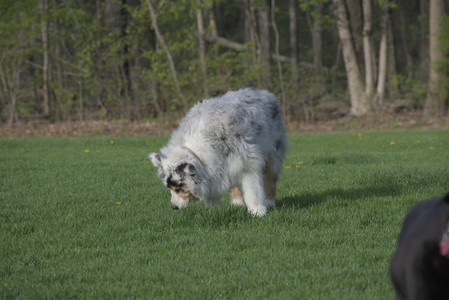 20250429_Plants and Dog Park__DSC0578_.jpg