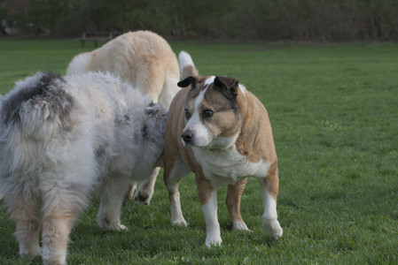 20250429_Plants and Dog Park__DSC0598_.jpg