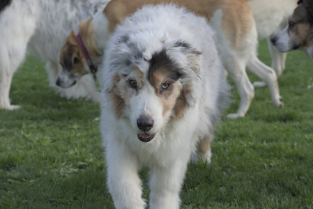 20250429_Plants and Dog Park__DSC0603_.jpg