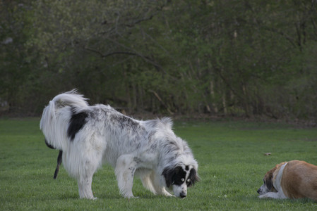 20250429_Plants and Dog Park__DSC0605_.jpg