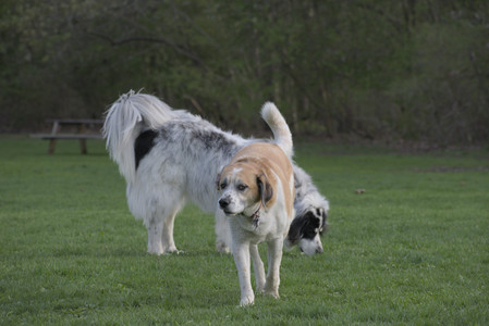 20250429_Plants and Dog Park__DSC0608_.jpg