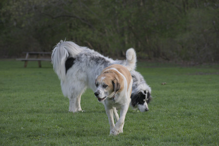 20250429_Plants and Dog Park__DSC0609_.jpg