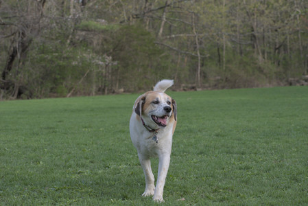 20250429_Plants and Dog Park__DSC0617_.jpg