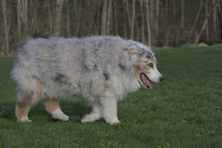 20250429_Plants and Dog Park__DSC0620_.jpg