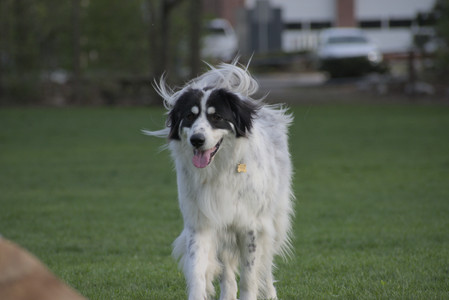 20250429_Plants and Dog Park__DSC0621_.jpg