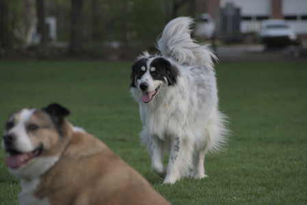 20250429_Plants and Dog Park__DSC0625_.jpg