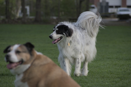 20250429_Plants and Dog Park__DSC0627_.jpg