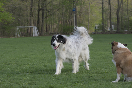 20250429_Plants and Dog Park__DSC0630_.jpg