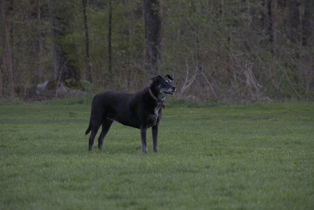 20250429_Plants and Dog Park__DSC0635_.jpg