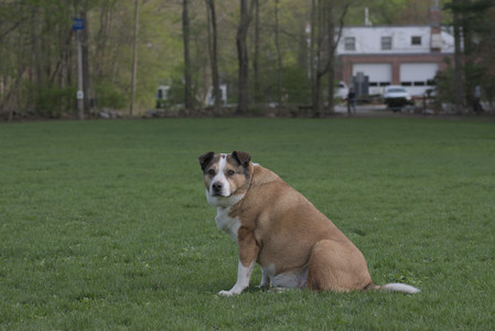 20250429_Plants and Dog Park__DSC0640_.jpg