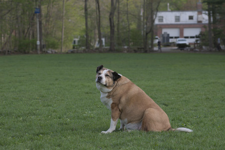 20250429_Plants and Dog Park__DSC0641_.jpg