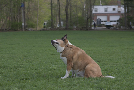 20250429_Plants and Dog Park__DSC0642_.jpg