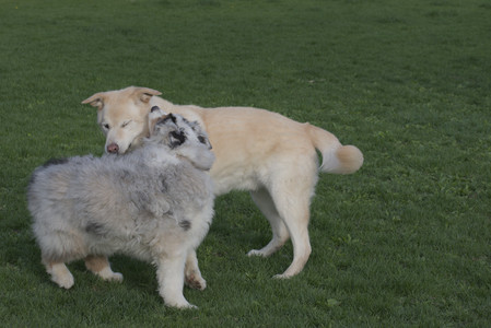 20250429_Plants and Dog Park__DSC0643_.jpg