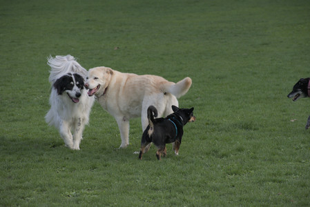 20250429_Plants and Dog Park__DSC0649_.jpg