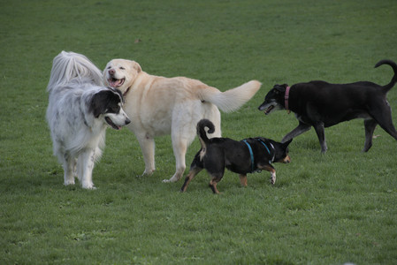 20250429_Plants and Dog Park__DSC0651_.jpg