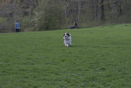 20250429_Plants and Dog Park__DSC0653_.jpg