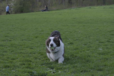 20250429_Plants and Dog Park__DSC0662_.jpg