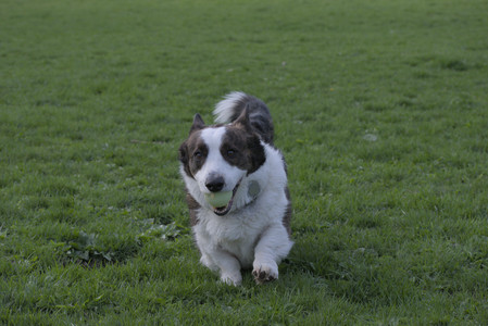 20250429_Plants and Dog Park__DSC0665_.jpg