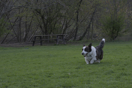 20250429_Plants and Dog Park__DSC0667_.jpg