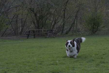 20250429_Plants and Dog Park__DSC0671_.jpg