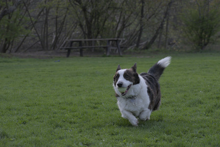 20250429_Plants and Dog Park__DSC0677_.jpg