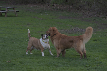 20250429_Plants and Dog Park__DSC0691_.jpg