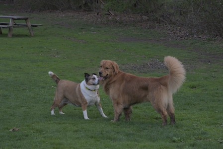 20250429_Plants and Dog Park__DSC0693_.jpg