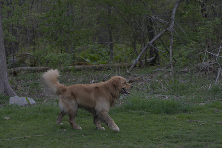 20250429_Plants and Dog Park__DSC0705_.jpg