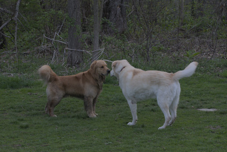 20250429_Plants and Dog Park__DSC0717_.jpg