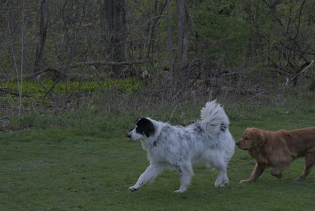 20250429_Plants and Dog Park__DSC0723_.jpg