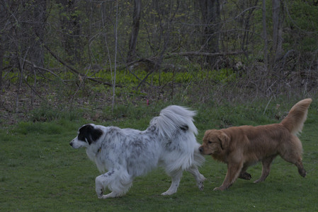 20250429_Plants and Dog Park__DSC0726_.jpg