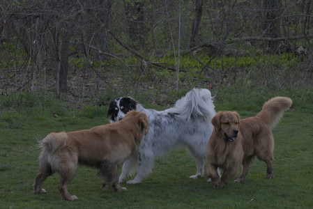 20250429_Plants and Dog Park__DSC0731_.jpg