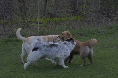 20250429_Plants and Dog Park__DSC0735_.jpg