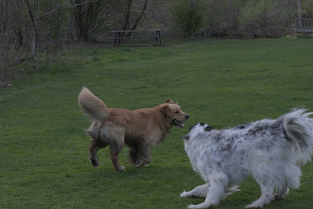 20250429_Plants and Dog Park__DSC0741_.jpg