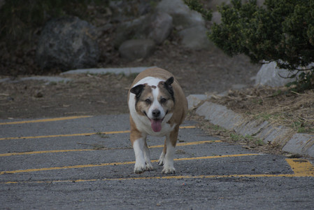 20250429_Plants and Dog Park__DSC0753_.jpg