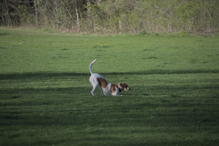 20250430_Dog park__DSC0007_.jpg