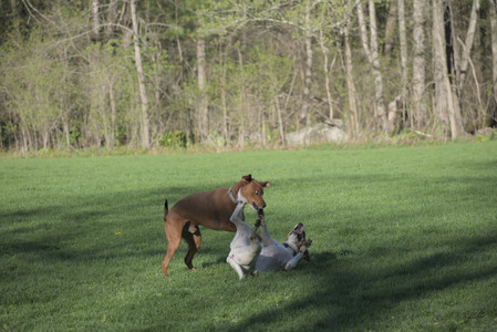 20250430_Dog park__DSC0048_.jpg