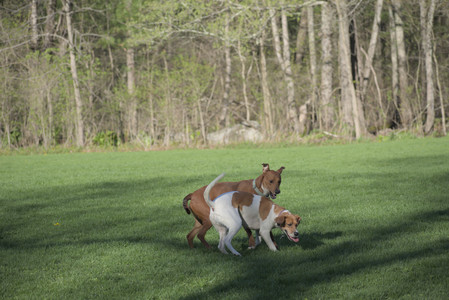 20250430_Dog park__DSC0056_.jpg