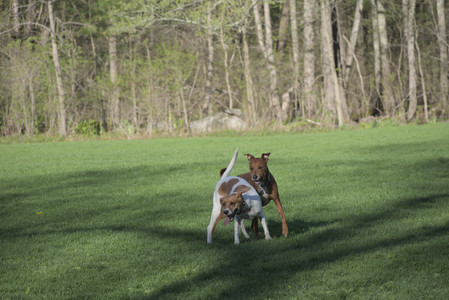 20250430_Dog park__DSC0058_.jpg