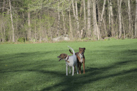 20250430_Dog park__DSC0060_.jpg