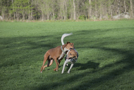 20250430_Dog park__DSC0064_.jpg
