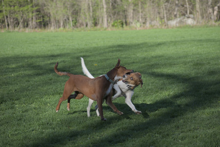 20250430_Dog park__DSC0065_.jpg