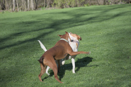 20250430_Dog park__DSC0067_.jpg
